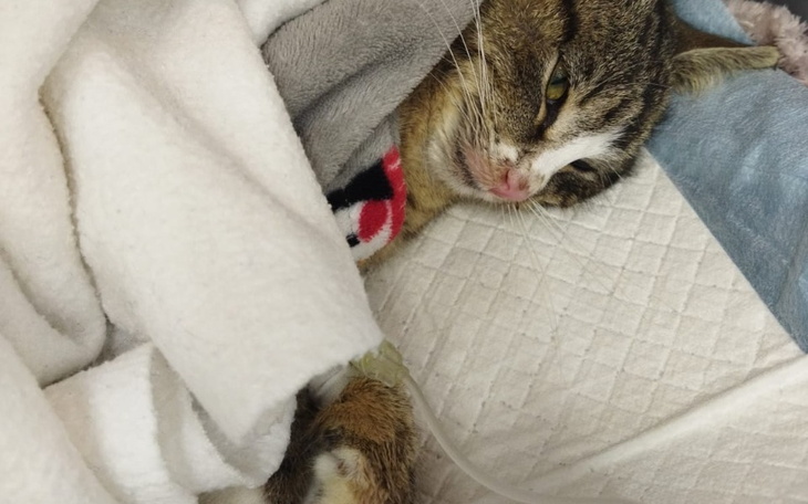 Zbiórka Panleukopenia zabrała nam Wiki - zdjęcie główne