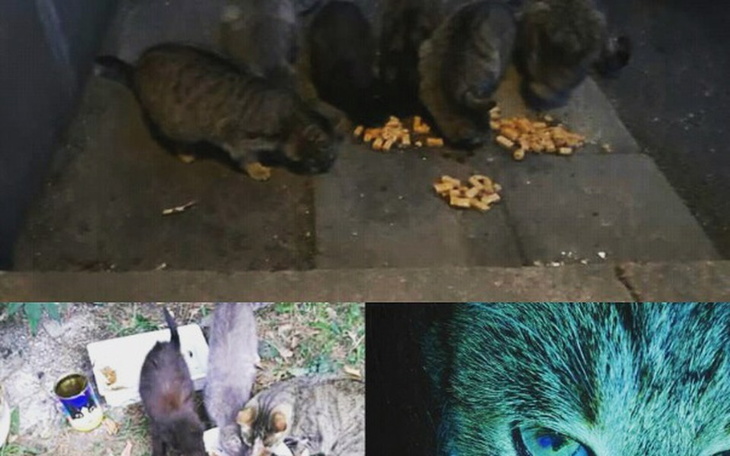 Zbiórka Walka z kleszczami - zdjęcie główne