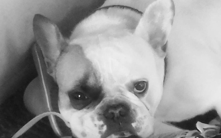 Zbiórka Na weterynarza dla chorego psa. - zdjęcie główne