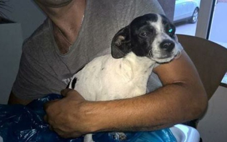 Zbiórka Pies z wypadku -szansa - zdjęcie główne