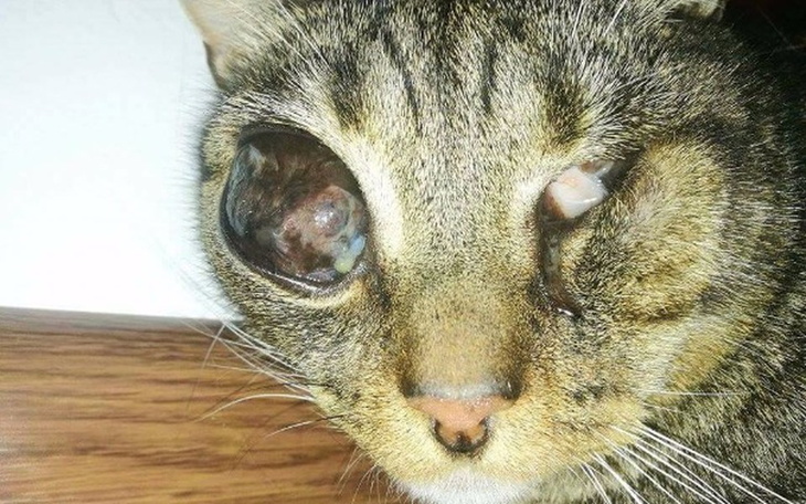 Zbiórka Pomóżmy niewidomemu Myszonowi! - zdjęcie główne