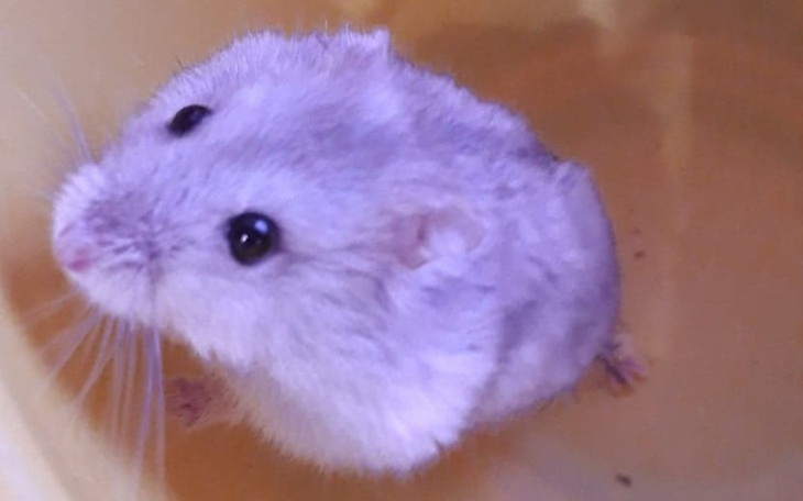 Zbiórka Zbiórka na operacje chomika - zdjęcie główne