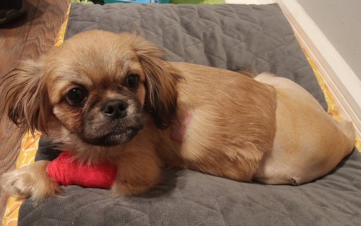 Zbiórka Leo opłacenie operacji i leczeni - zdjęcie główne