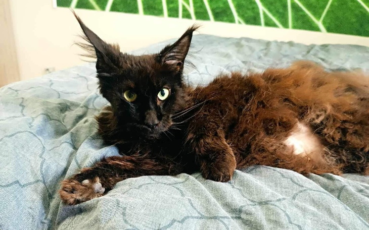 Czarny kot leży na łóżku, z wyrazem twarzy pełnym tajemniczości.