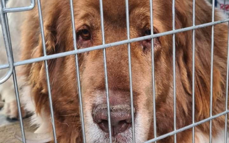 Zbiórka Ratunek przed schroniskiem - zdjęcie główne