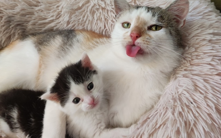 Zbiórka By dalej pomagać...prosimy o pom - zdjęcie główne