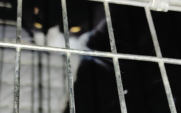 Zbiórka Na leczenie Łatka - zdjęcie główne