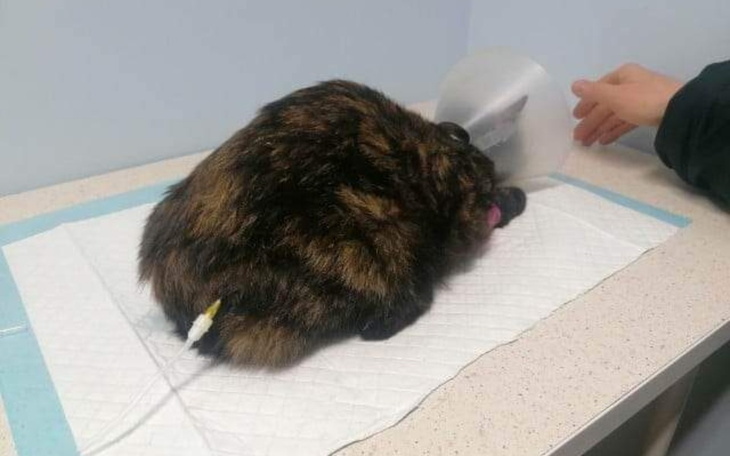 Zbiórka Operacja Pipi - zdjęcie główne