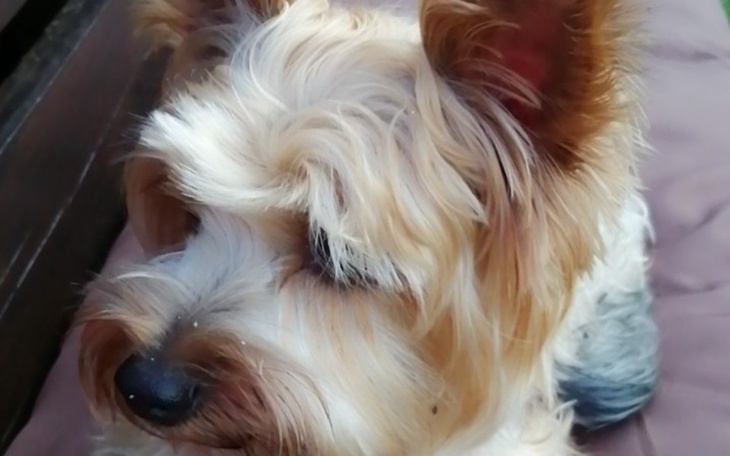 Zbiórka Na małego pieska - zdjęcie główne