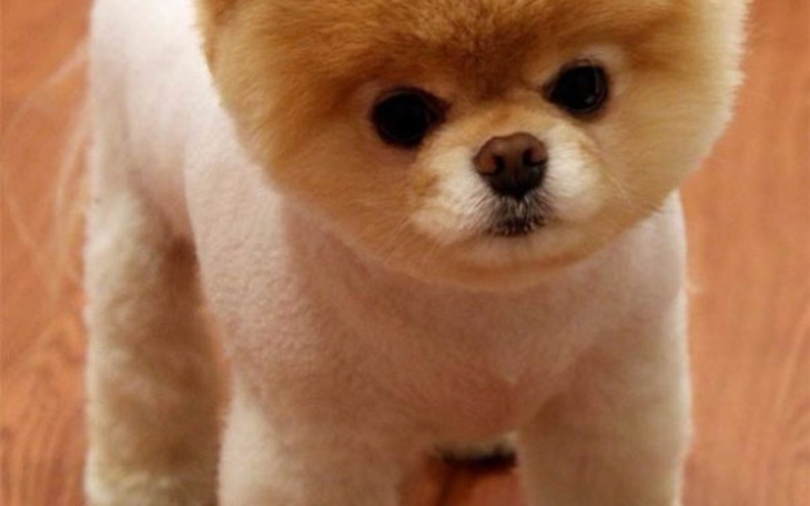 Zbiórka Pies dla mojej còrki - zdjęcie główne