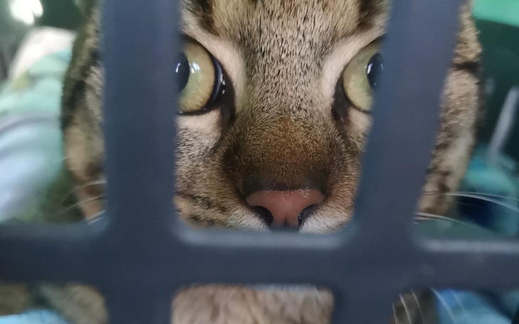 Zbiórka Ratujemy łapkę kociaka - zdjęcie główne