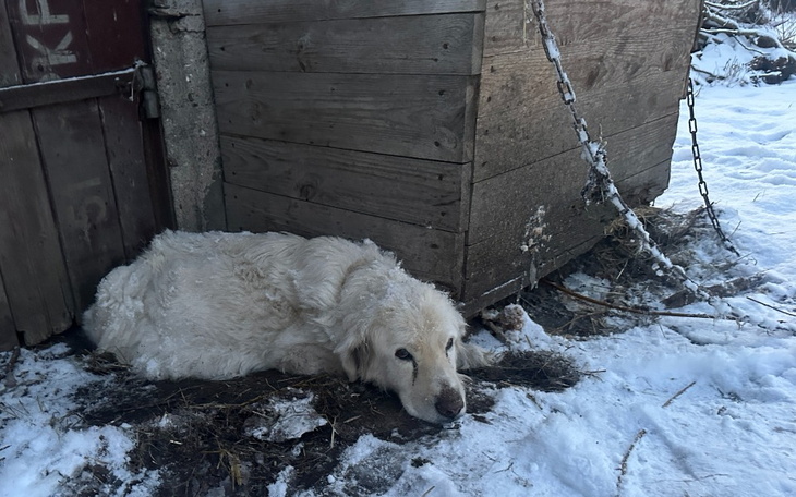 Zimowy krajobraz z psem leżącym obok budy.