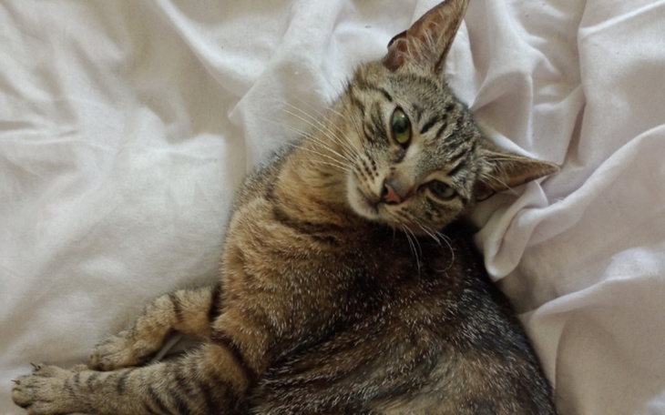 Zbiórka Na leczenie kotki Pasi - zdjęcie główne