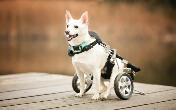 Zbiórka Na jedzonko dla Rydwanów Judyty - zdjęcie główne