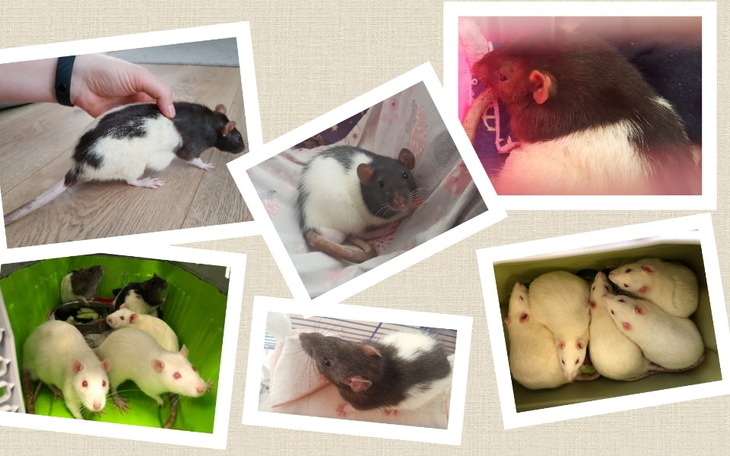 Zbiórka Poziomki, kapturki, waciki - zdjęcie główne