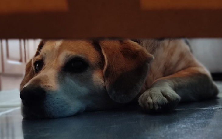 Zbiórka Emcia zbiera na zabieg TTA RAPID - zdjęcie główne