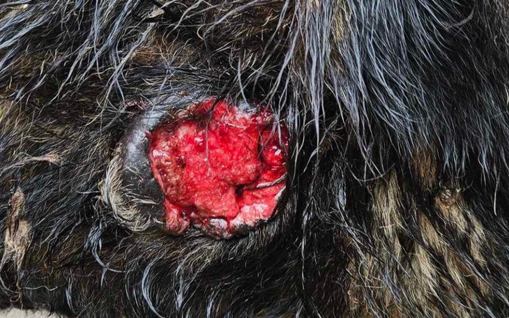 Zranione zwierzę z widoczną raną na ciele.