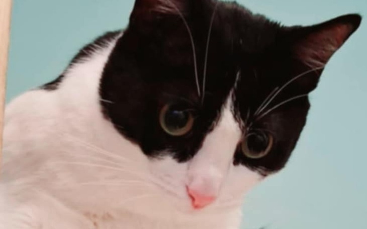 Czarnobiały kot, skupiony na otoczeniu.