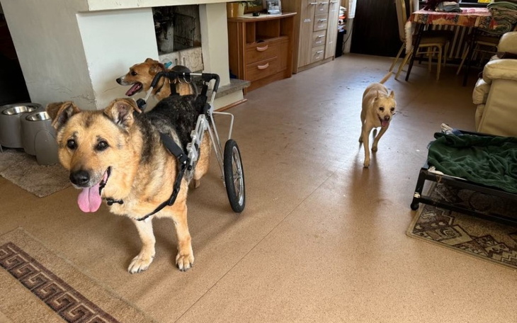 Dwa psy w domu, jeden na wózku inwalidzkim.