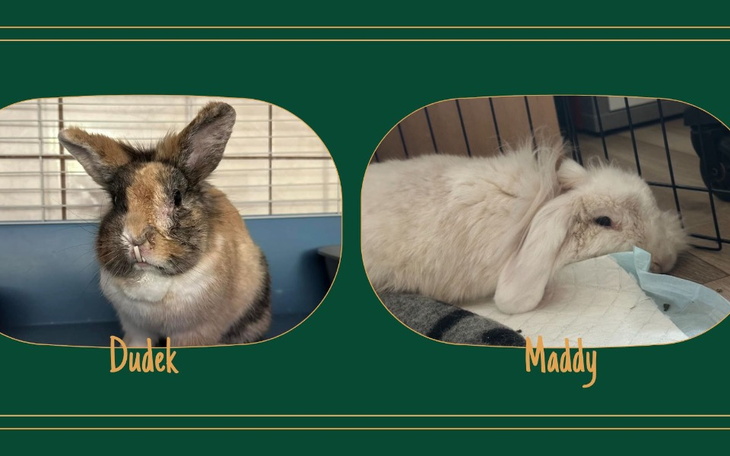 Zbiórka na leczenie Dudka i Maddy - zdjęcie główne