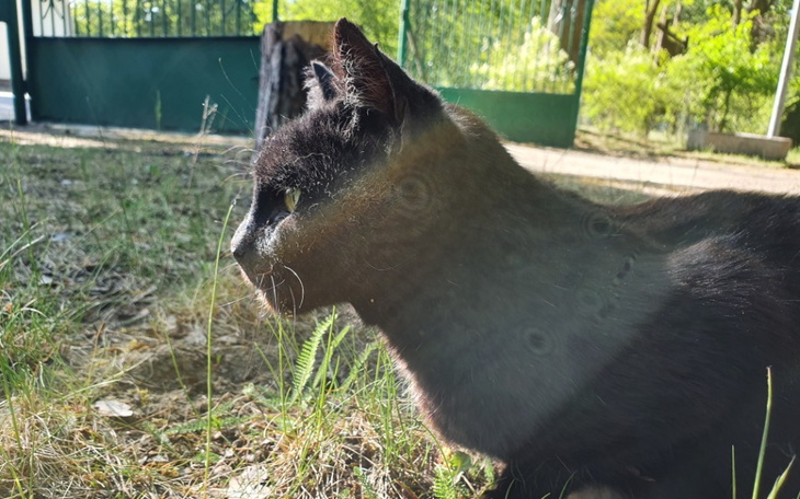 Zbiórka Puszeczka dla koteczka - zdjęcie główne