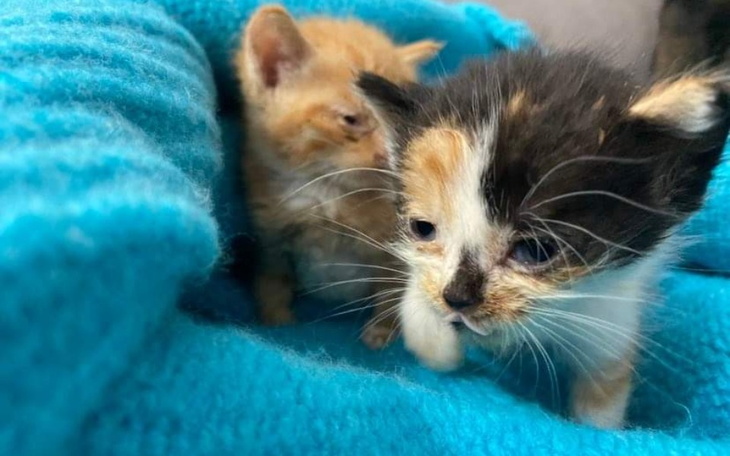 Dwa małe kociaki bawiące się w niebieskim kocyku.