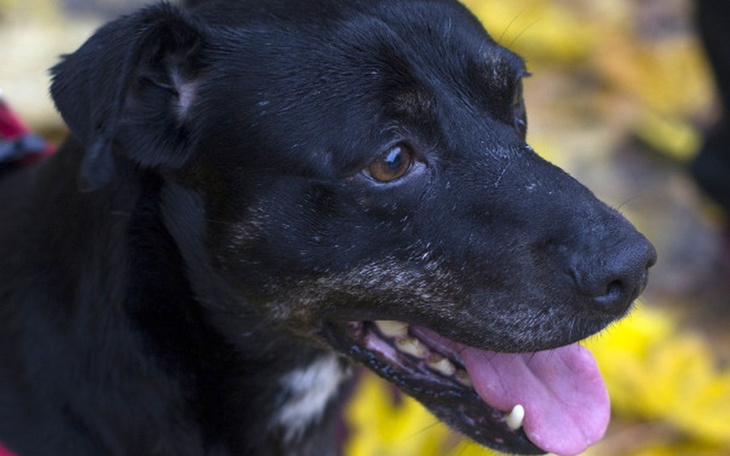 Zbiórka Zbudujmy razem budy dla psów - zdjęcie główne