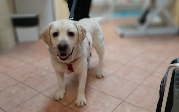 Zbiórka Borys potrzebuje wsparcia - zdjęcie główne