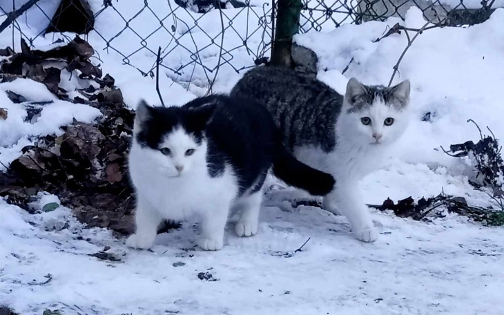 Zbiórka Dla kociaków na serwis u weta - zdjęcie główne