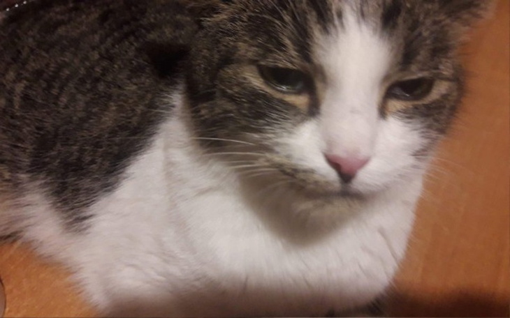 Zbiórka Pomóżcie mi wyleczyć kotki - zdjęcie główne