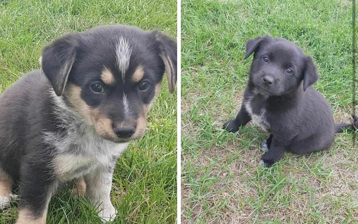 Zbiórka Profilaktyka, transport, karma - zdjęcie główne