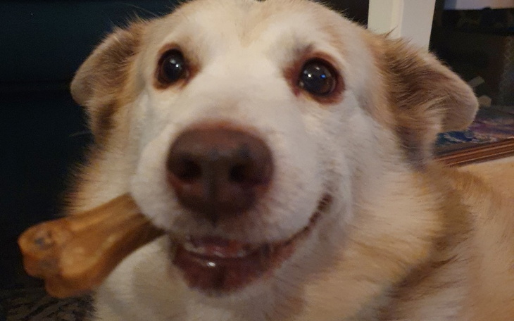 Zbiórka Gumiś-na ratunek łapce - zdjęcie główne