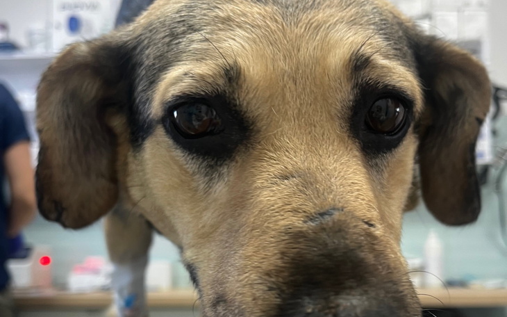 Pies z dużymi, wyrazistymi oczami, patrzący w obiektyw.