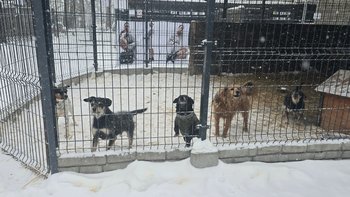 Zbiórka Zimowa pomoc małym schroniskom - miniaturka zdjęcia