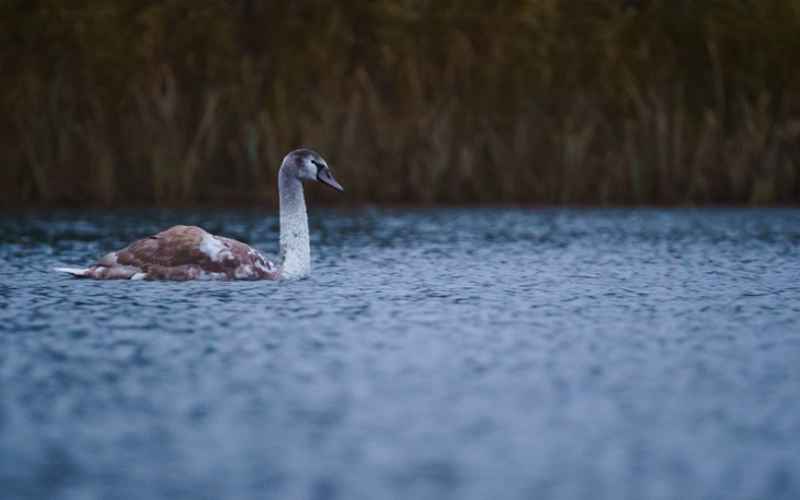 Zbiórka Pomoc w rozwijaniu pasji - zdjęcie główne