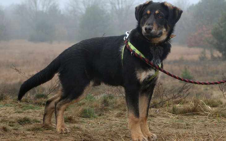 Zbiórka Lexus - łapka do naprawy - zdjęcie główne