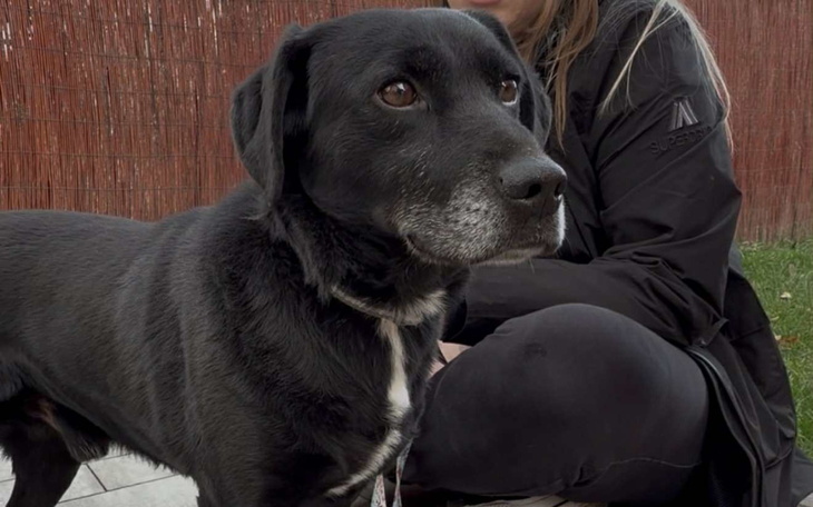 Czarny pies z szarym pyskiem, siedzący obok właściciela.