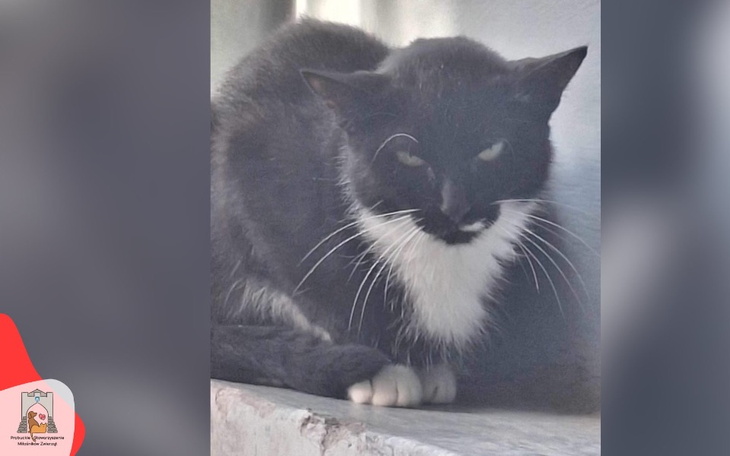 Czarny kot z białymi wąsami, siedzi na parapecie.