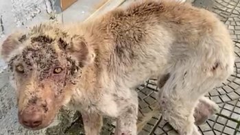 Zbiórka Pomoc dla Meliski❤️🙏🏻 - miniaturka zdjęcia