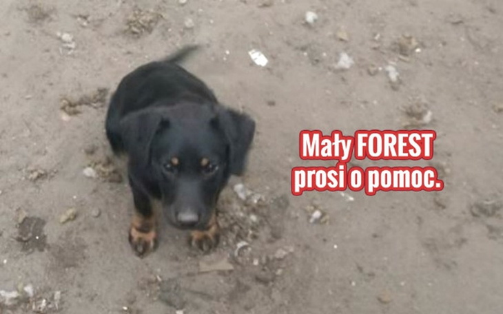 Zbiórka Mały FOREST prosi o pomoc. - zdjęcie główne
