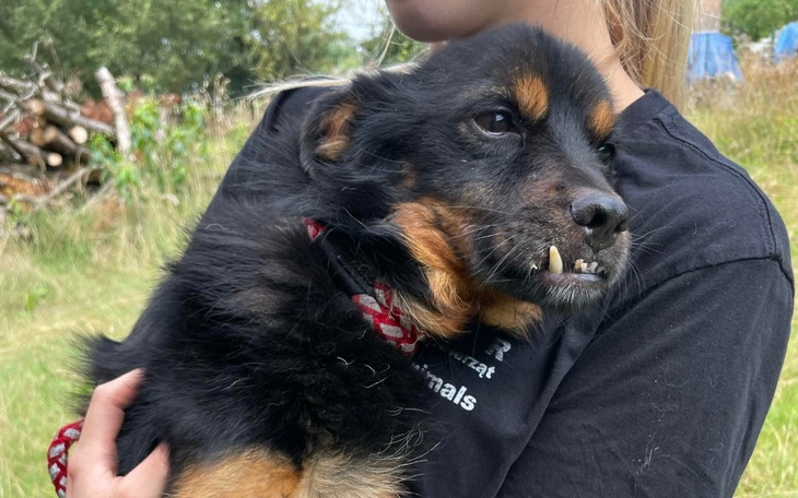 Pies trzymany na rękach, z wyrazem twarzy pełnym emocji.