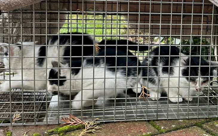 Trzy małe koty w klatce, wyglądające na ciekawskie.