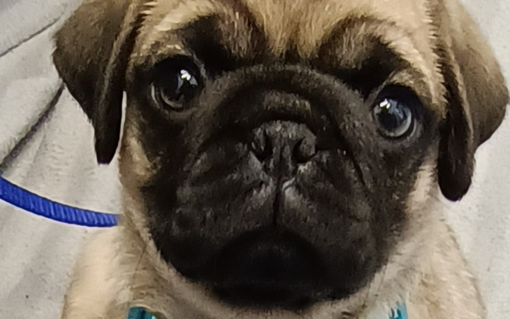 Zbiórka Operacja krtani Lilki - zdjęcie główne