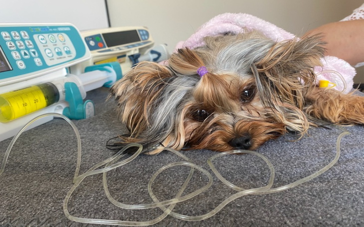 Zbiórka Ratunek dla Chanti - zdjęcie główne