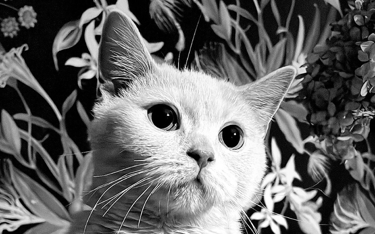 Zbiórka CARMEL kontra FIP - zdjęcie główne