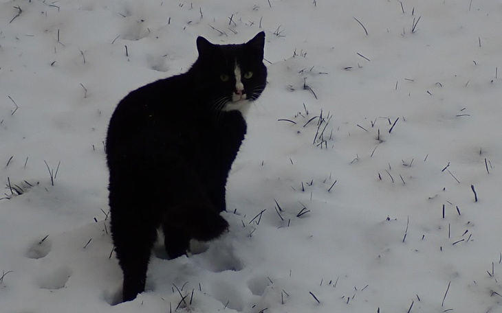 Zbiórka Na lepsze życie Batmana - zdjęcie główne