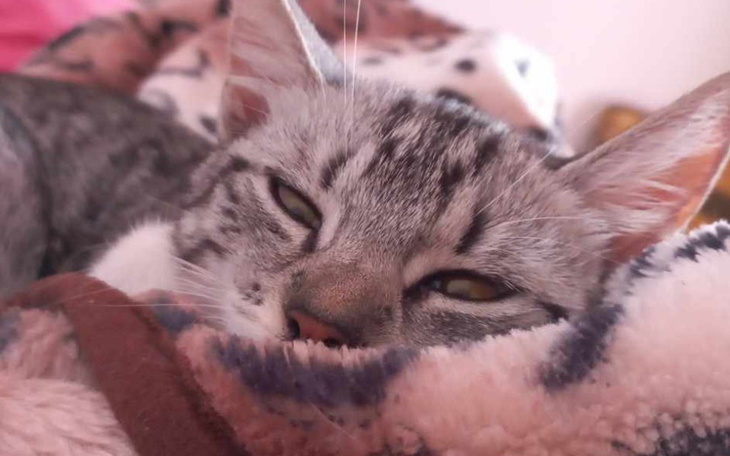 Zbiórka Operacja kotki Meli - zdjęcie główne