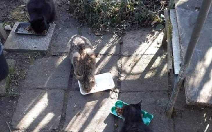 Zbiórka Karma dla 14 działkowych kotów - zdjęcie główne