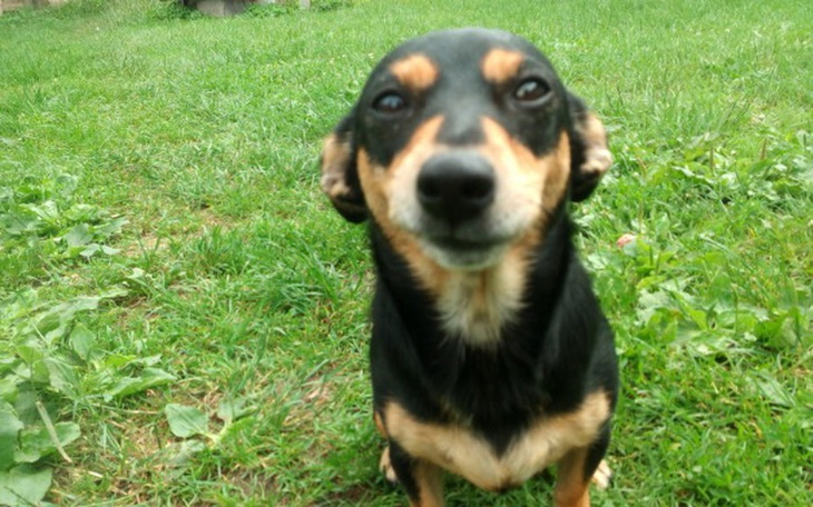 Zbiórka Pomożecie psinie?Dług w lecznicy - zdjęcie główne