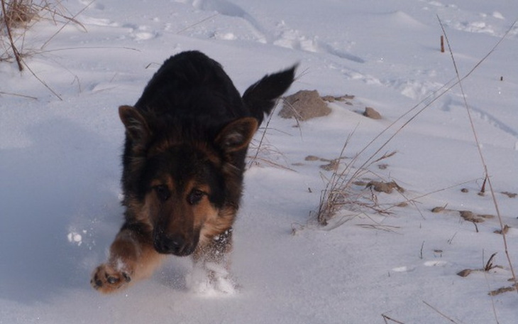 Zbiórka Na ratunek Zoi - zdjęcie główne